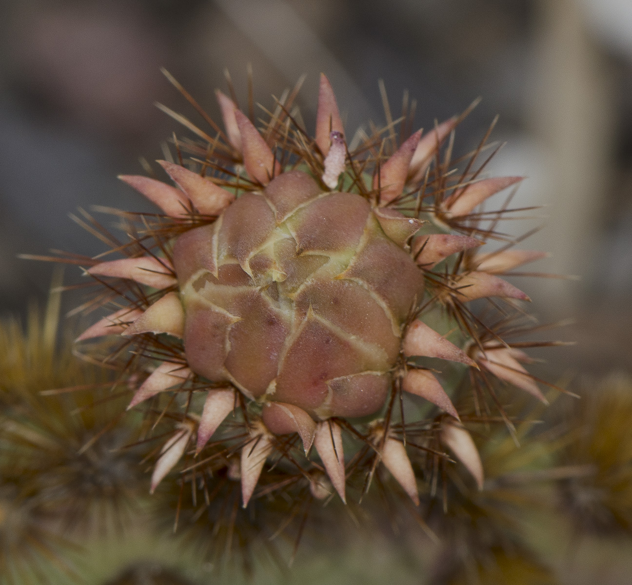 Изображение особи Opuntia aciculata.