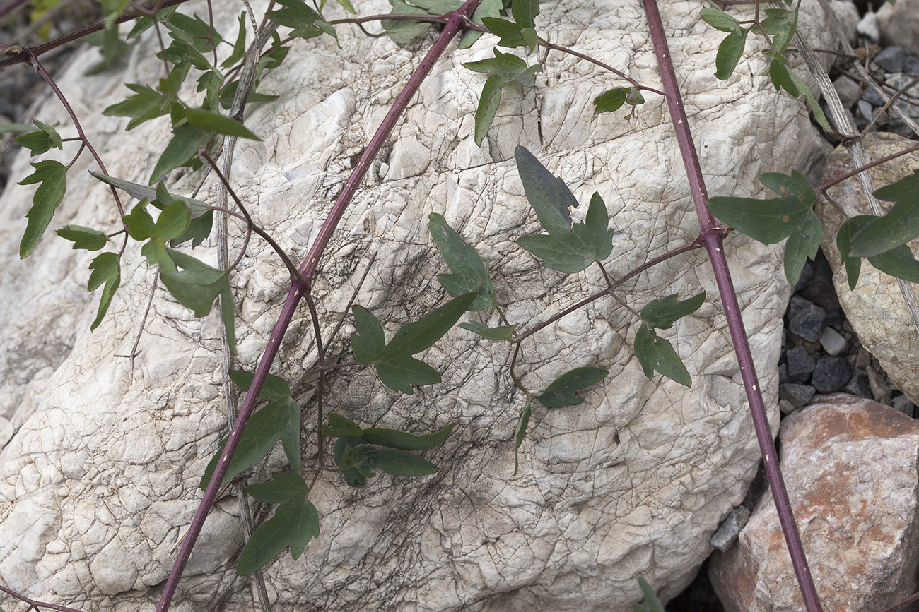 Image of Clematis orientalis specimen.