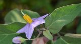 Solanum incanum