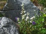 Galium boreale. Верхушка цветущего растения. Магаданская обл., окр. г. Магадан, мыс Островной, каменистый берег. 21.07.2018.