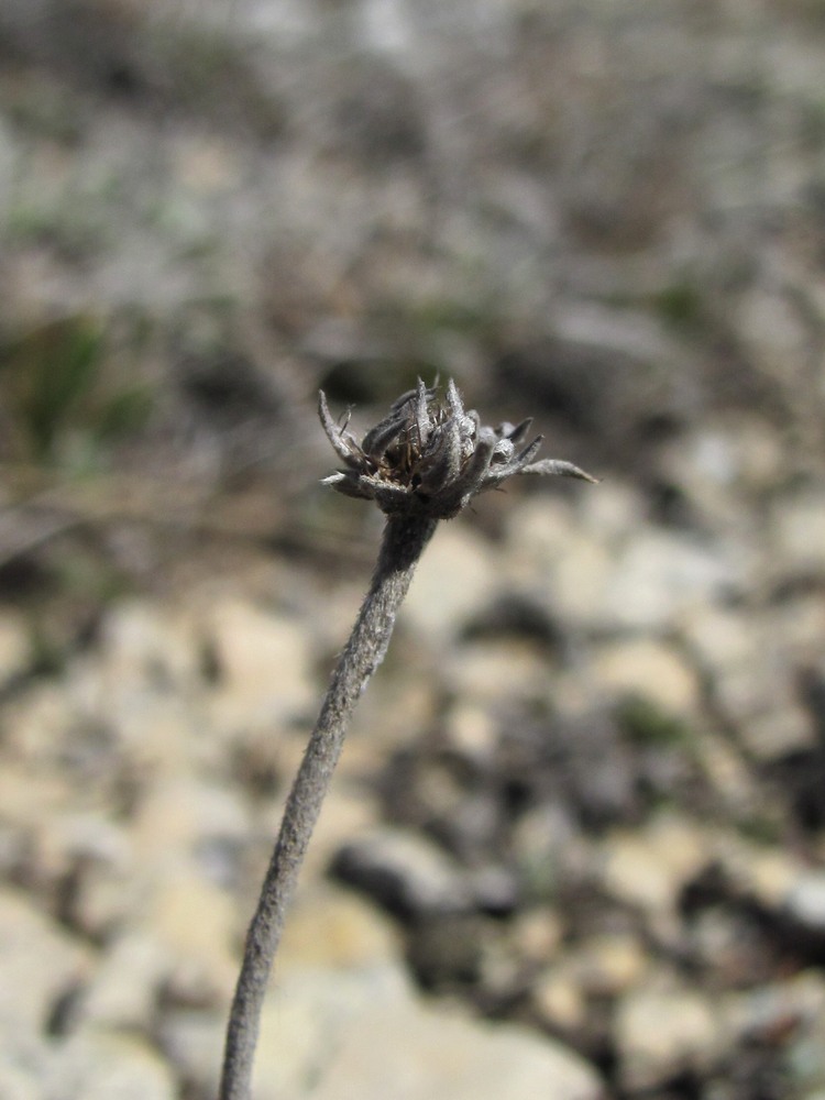 Image of Lomelosia gumbetica specimen.