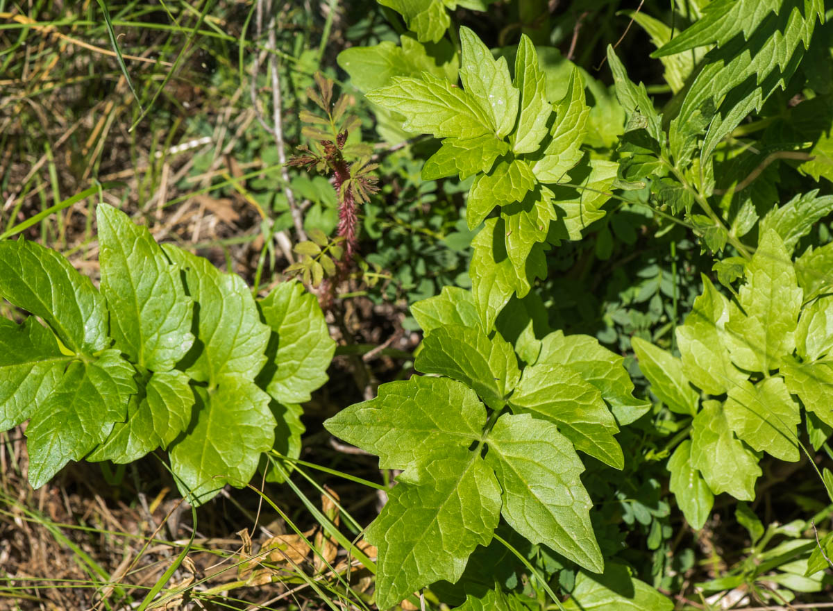 Изображение особи Valeriana dubia.