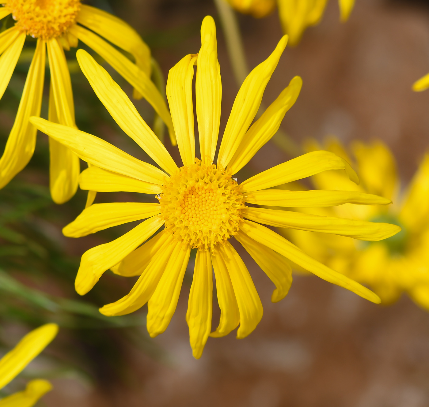 Изображение особи Euryops speciosissimus.