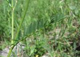 Astragalus onobrychis. Лист. Дагестан, Левашинский р-н, окр. с. Леваши, ок. 1400 м н.у.м., луг. 09.06.2019.