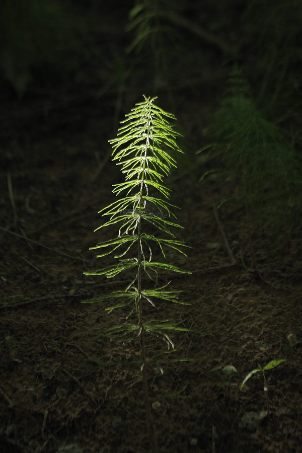 Image of Equisetum pratense specimen.