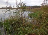 Phragmites australis. Плодоносящие растения. Тверская обл., Кимрский р-н, окр. дер. Бурцево, сосновый бор, берег речного затона. 16.10.2019.