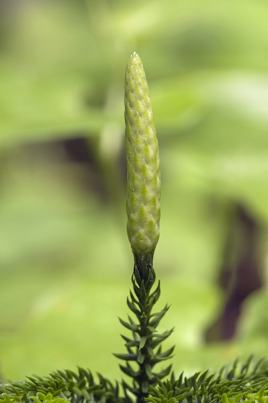 Image of Lycopodium obscurum specimen.