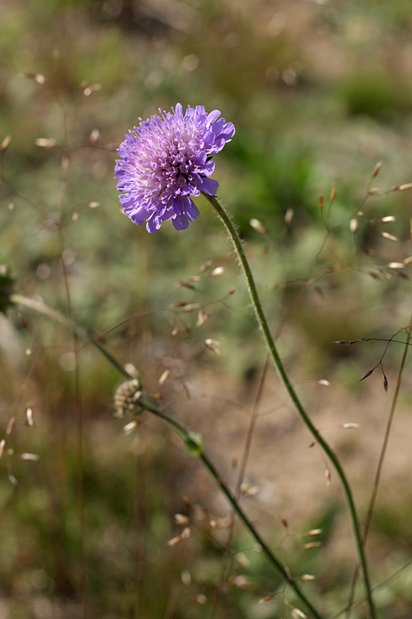 Image of Knautia arvensis specimen.