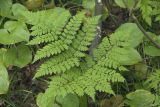 Dryopteris amurensis. Вайя. Сахалинская обл., Томаринский р-н, окр. г. Томари, долина правого притока р. Томаринка в нижнем течении, смешанный лес. 03.08.2017.