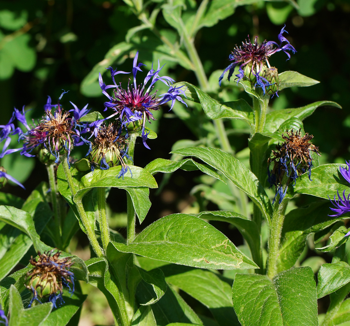 Image of Centaurea montana specimen.