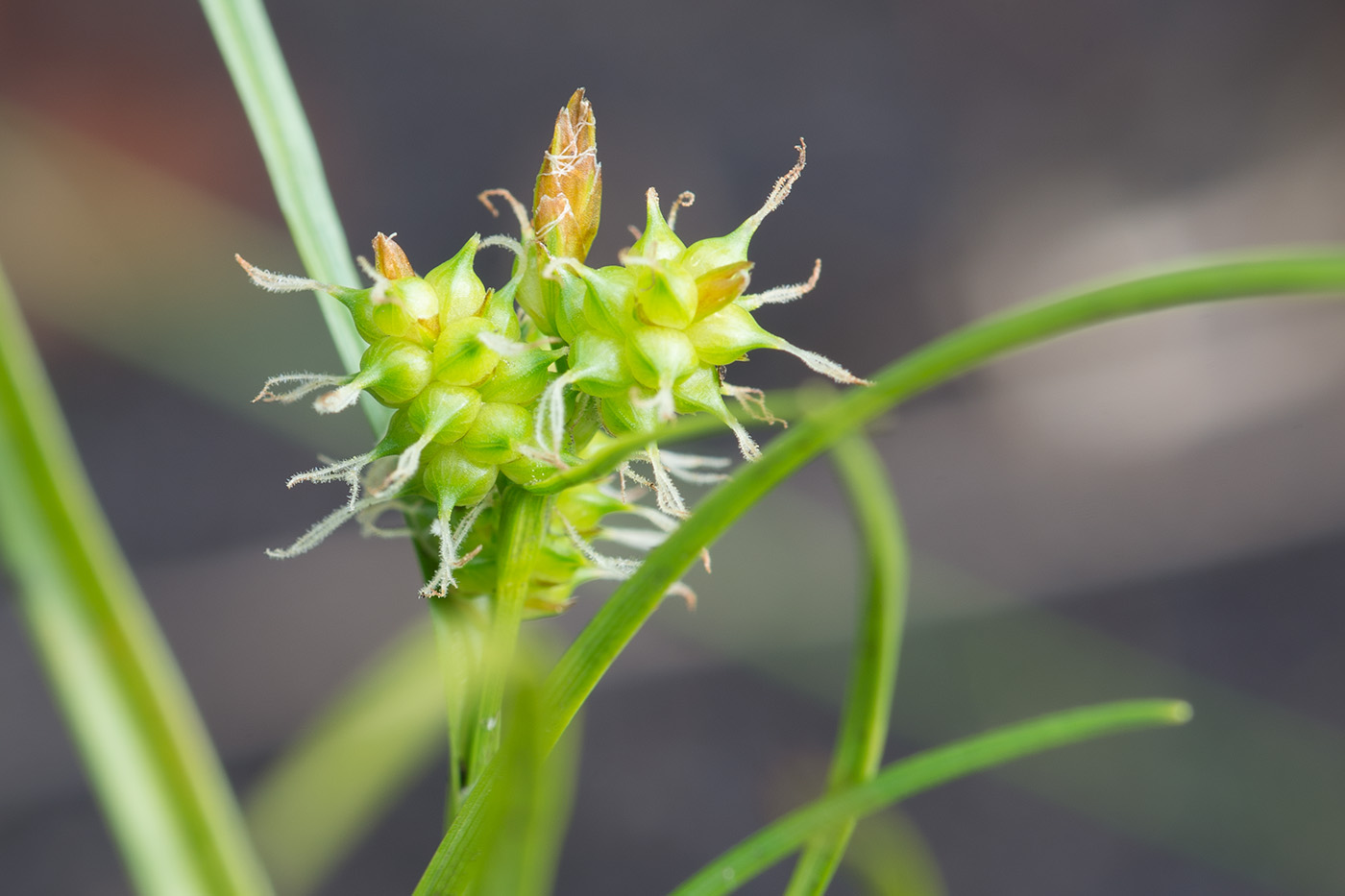 Изображение особи Carex bergrothii.