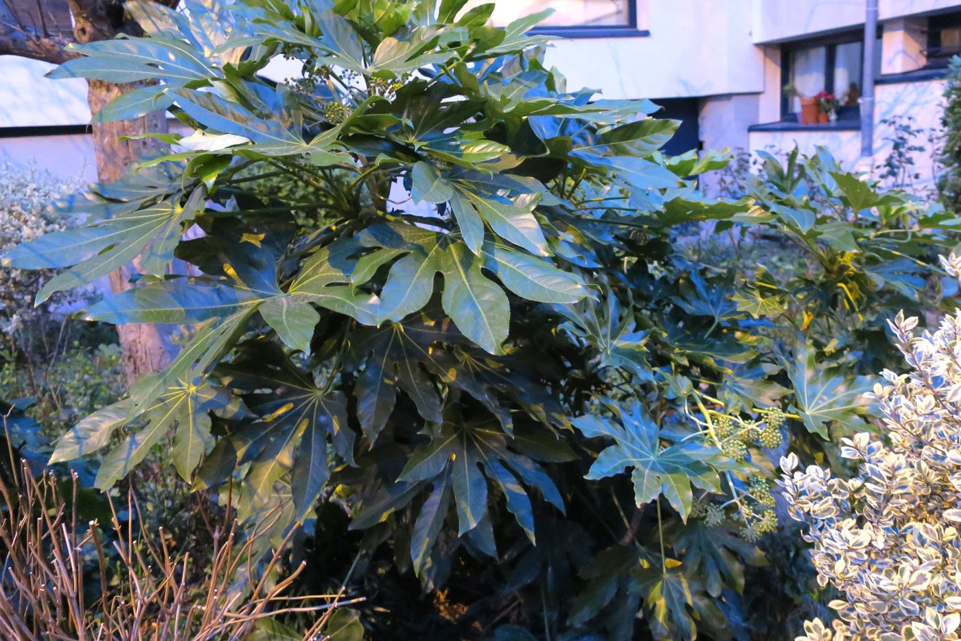 Image of Fatsia japonica specimen.