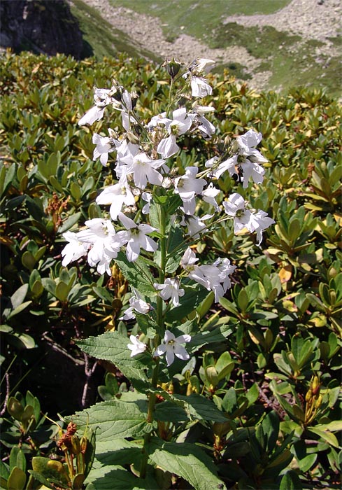 Image of Gadellia lactiflora specimen.