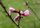 Persica vulgaris. Побег с бутонами. Казахстан, Туркестанская обл., с. Жабаглы, в саду. 6 апреля 2020 г.