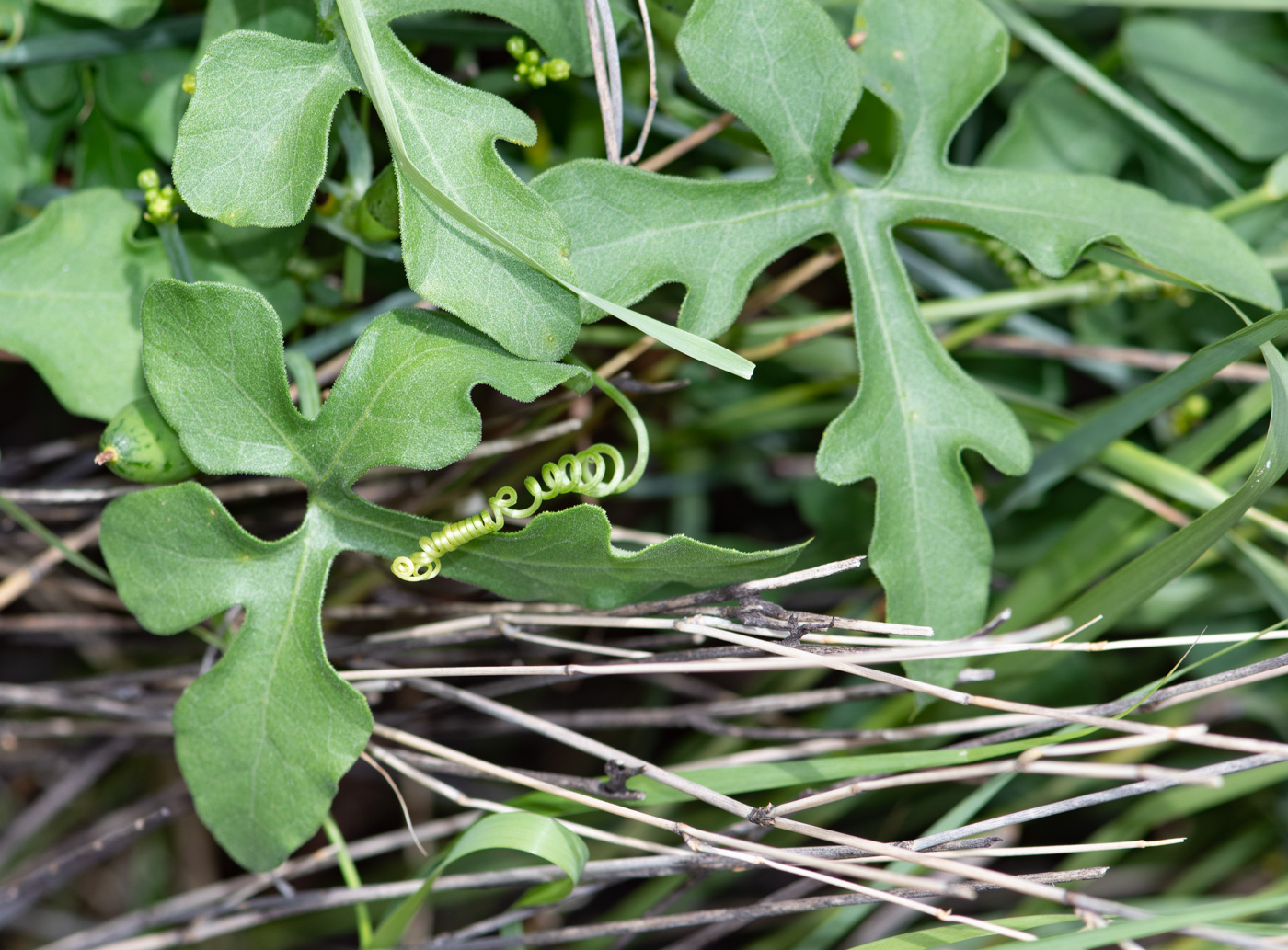 Image of Corallocarpus welwitschii specimen.