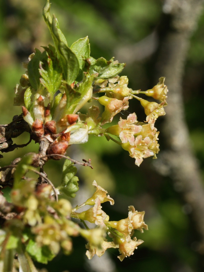 Image of genus Ribes specimen.