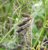 Vicia hirsuta