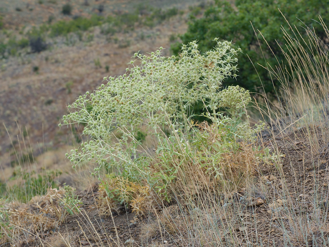 Image of Eryngium campestre specimen.