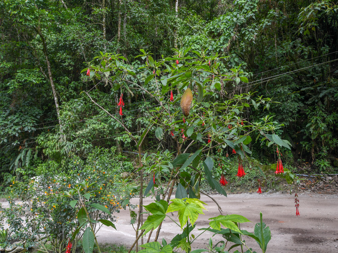 Image of Fuchsia boliviana specimen.