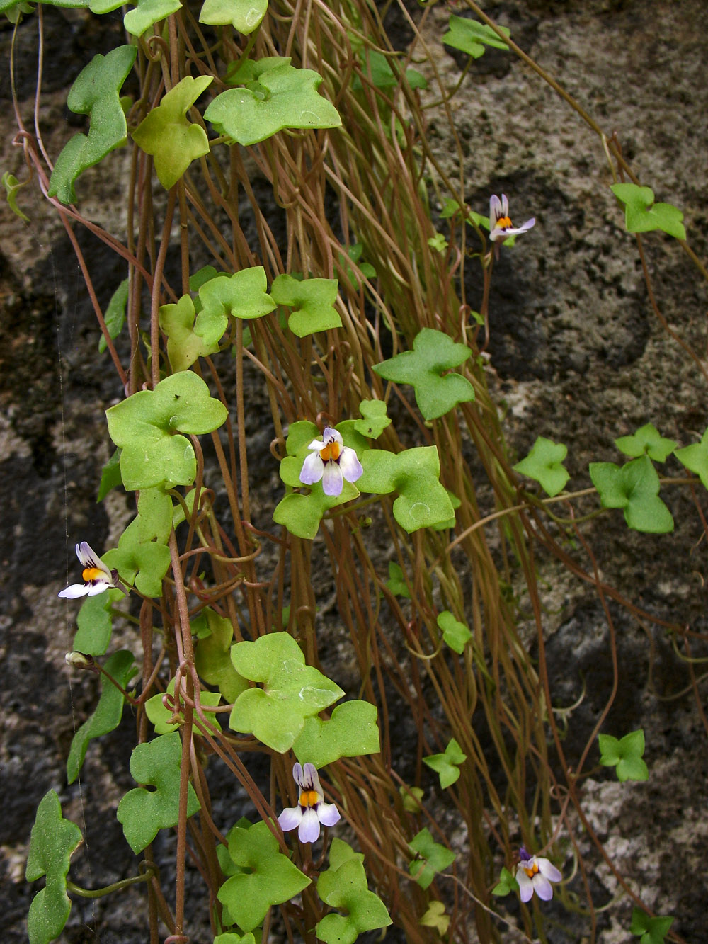 Image of Cymbalaria longipes specimen.