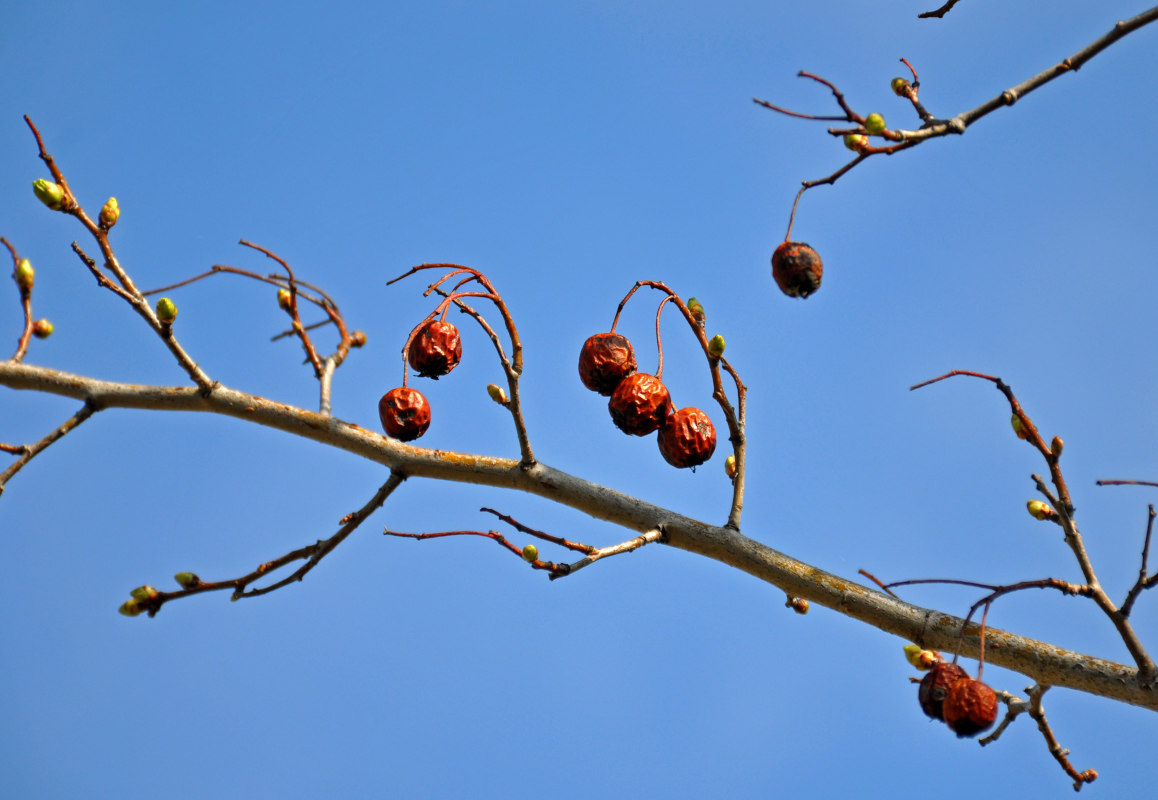 Изображение особи род Malus.