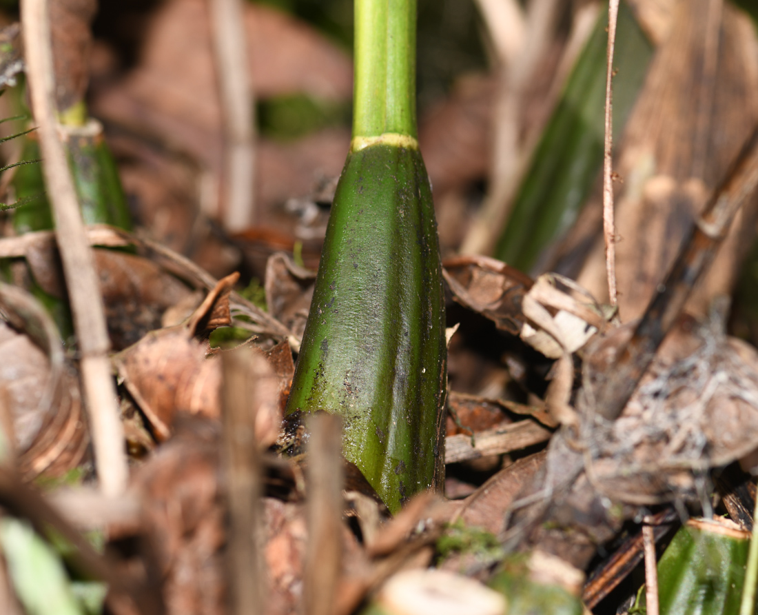 Изображение особи Sudamerlycaste locusta.