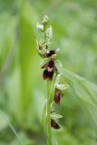 Ophrys insectifera. Соцветие. Ленинградская обл., Гатчинский р-н, окр. пос. Пудость, разреженный травяной ельник на месте старого травертинового карьера. 13.06.2021.