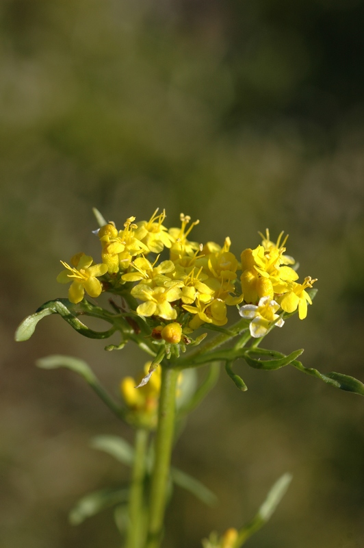 Изображение особи Patrinia sibirica.