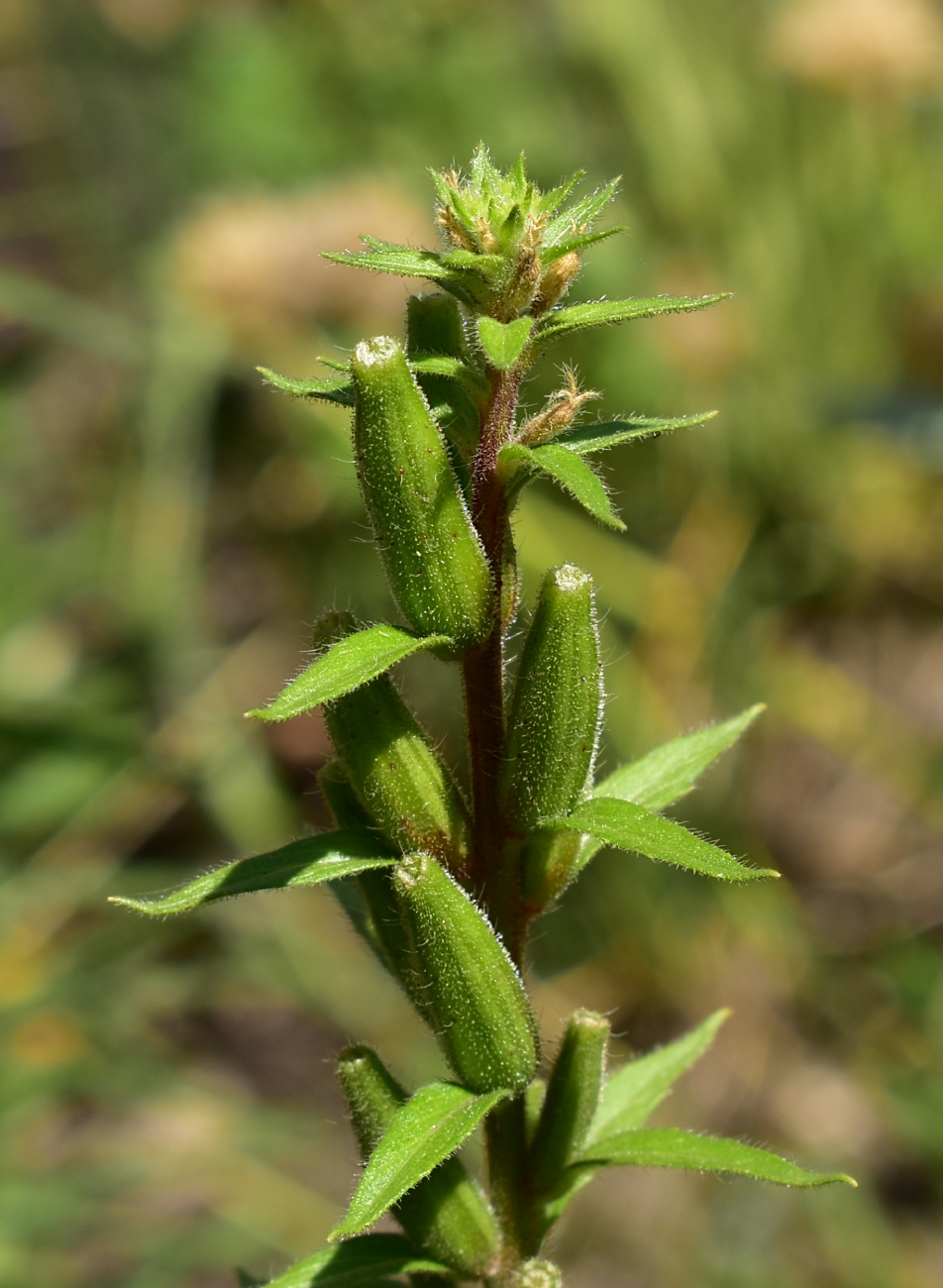 Image of Oenothera rubricaulis specimen.