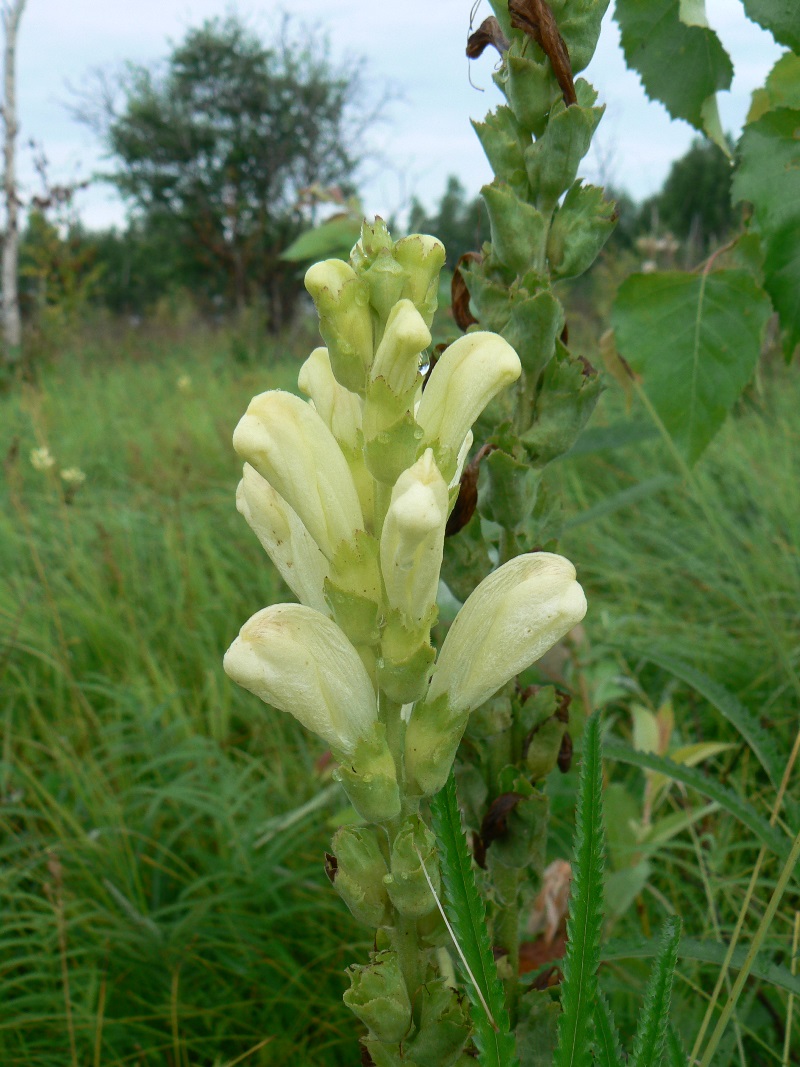 Изображение особи Pedicularis sceptrum-carolinum.