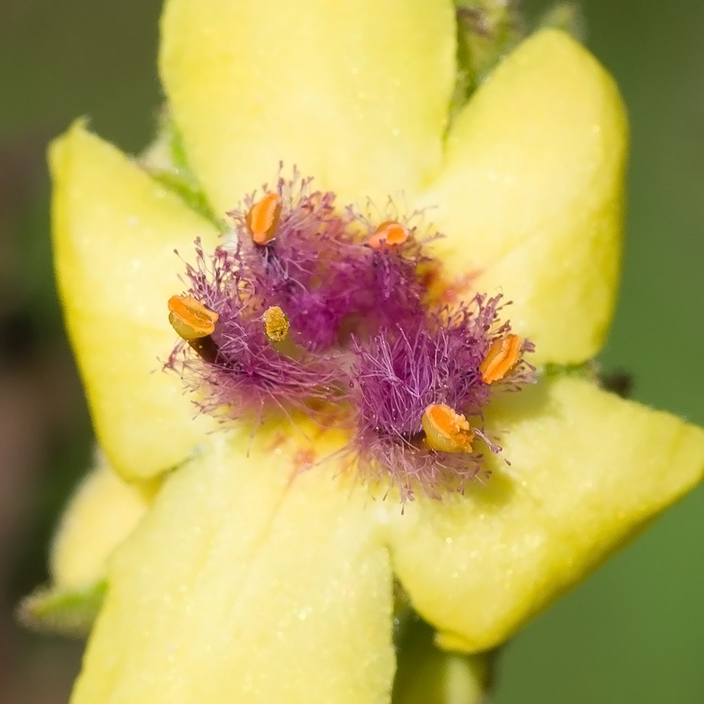 Image of Verbascum pyramidatum specimen.