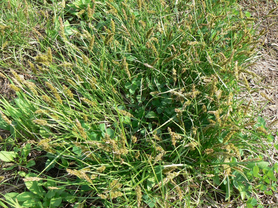 Image of Carex laevissima specimen.