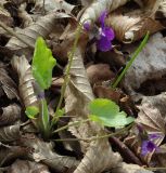 Viola dehnhardtii. Цветущее растение в грабовом лесу. Азербайджан, Гёйгёльский р-н, с. Зурнабад. 16.04.2010.