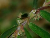 Euphorbia forskaolii