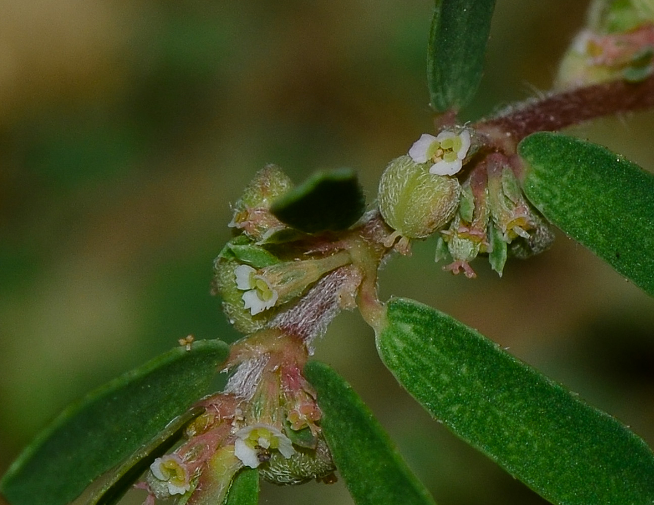 Изображение особи Euphorbia forskaolii.
