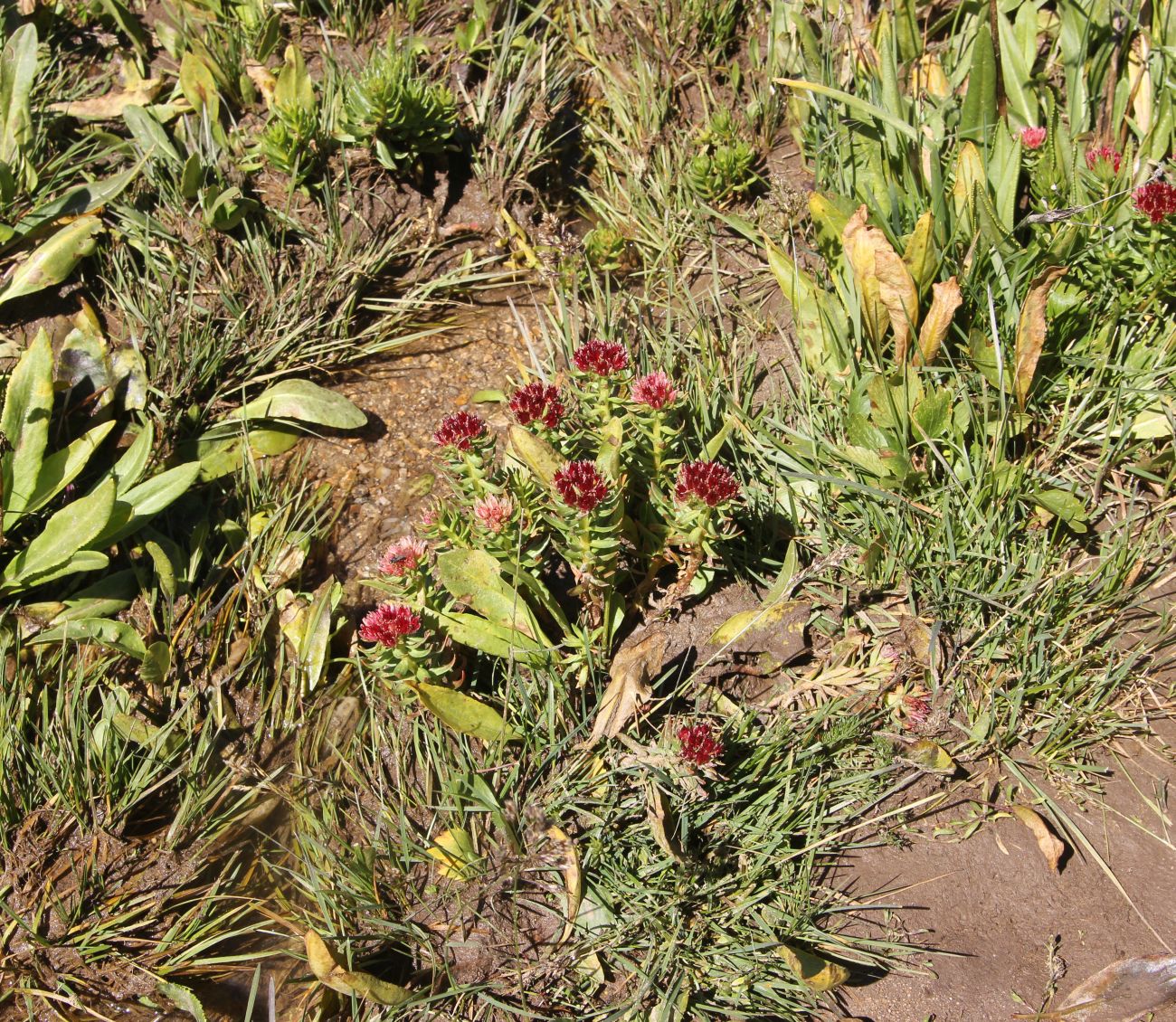 Image of Rhodiola algida specimen.