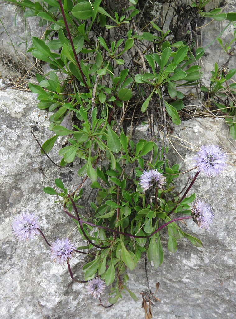 Image of Globularia meridionalis specimen.