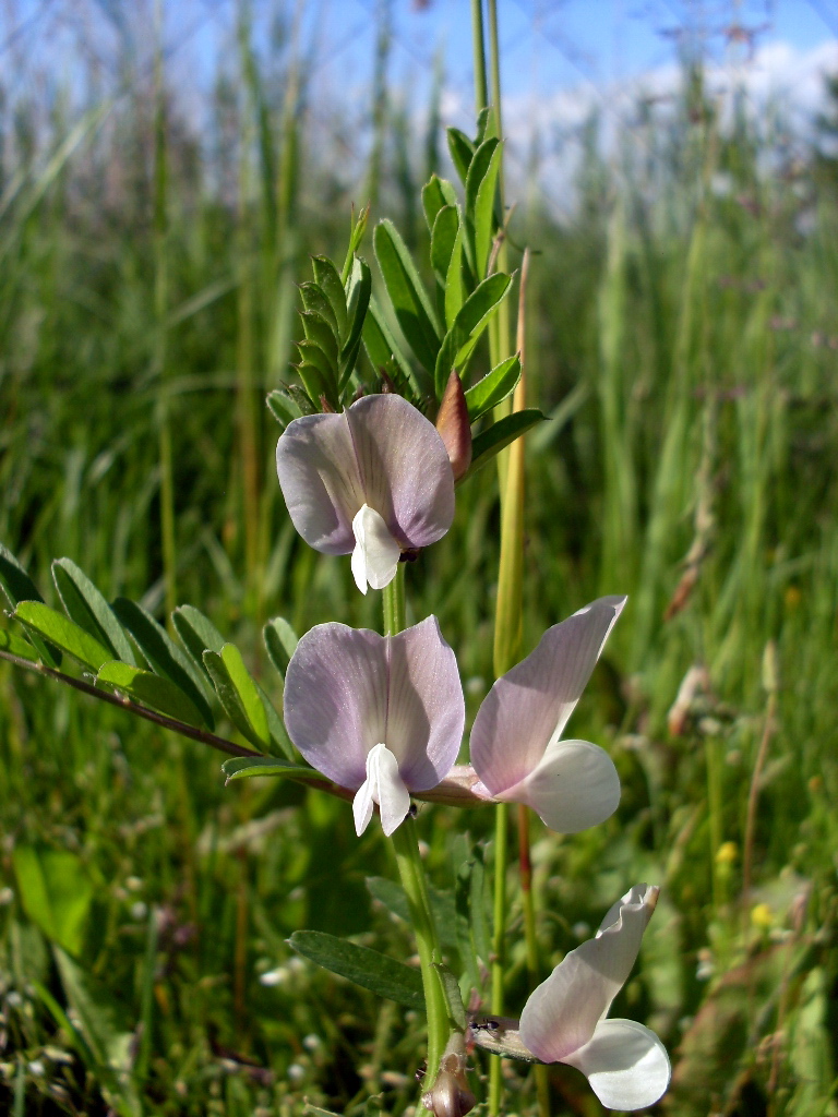 Изображение особи Vicia grandiflora.