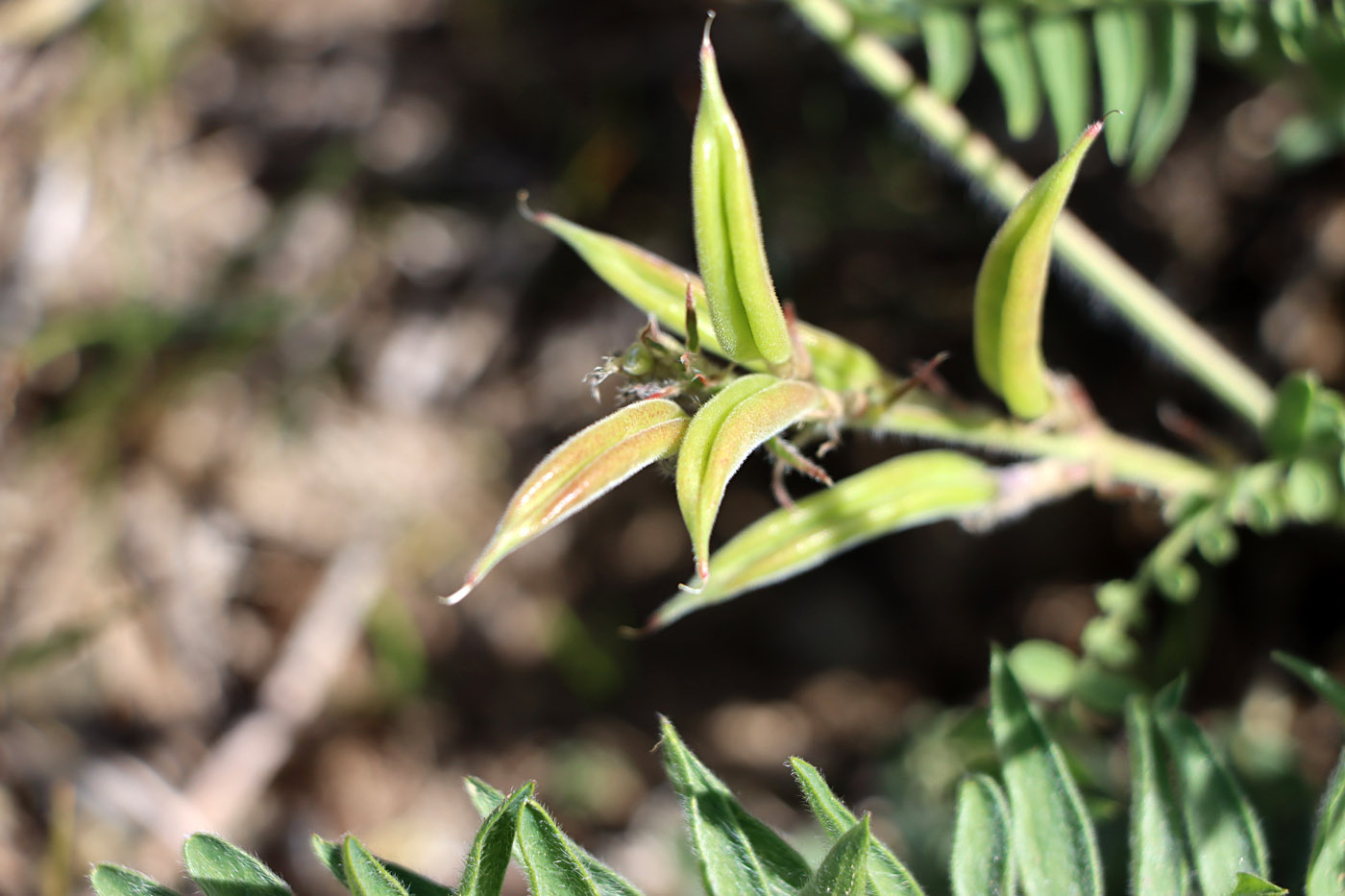 Изображение особи Oxytropis tachtensis.