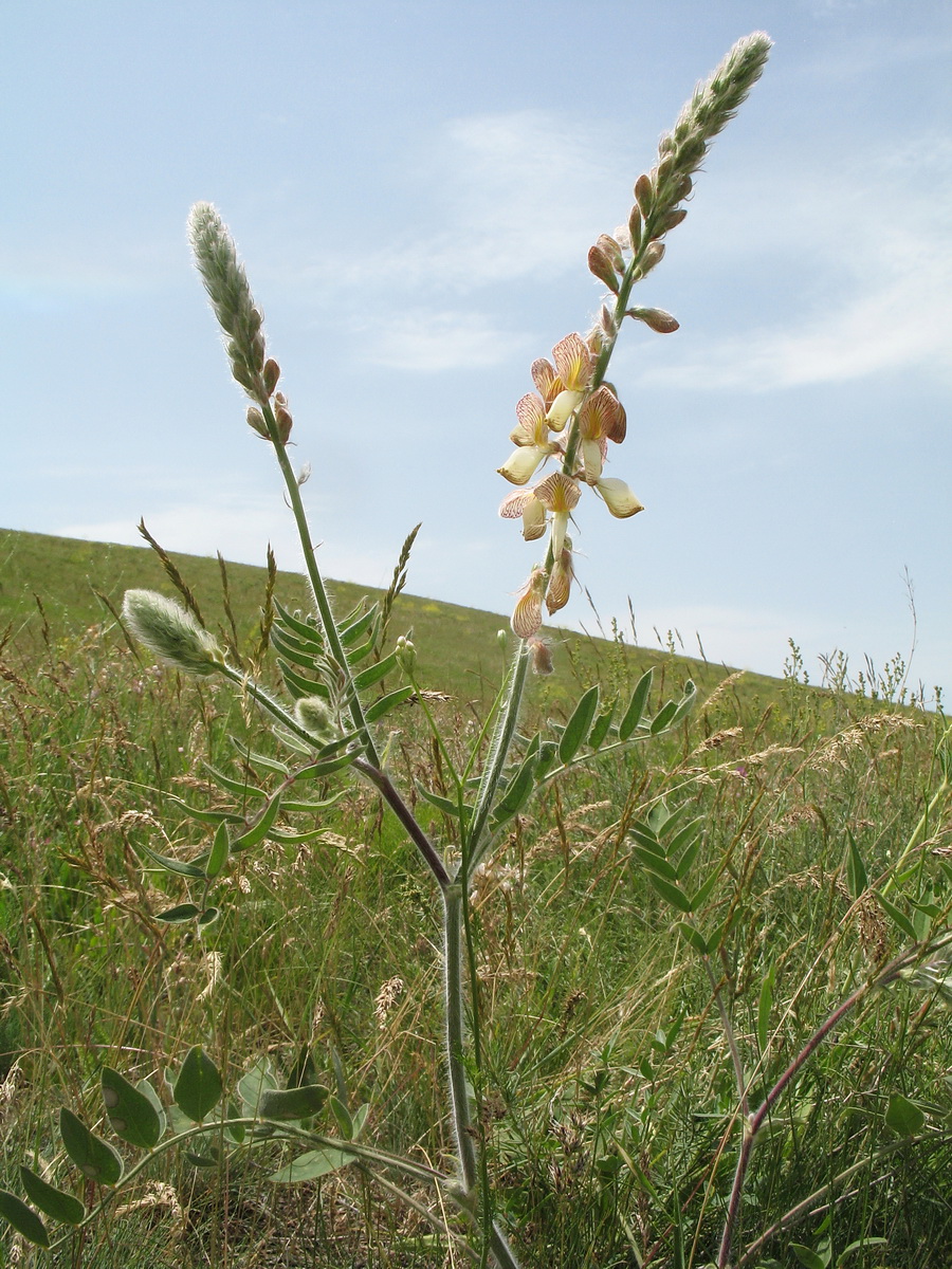 Image of Onobrychis chorassanica specimen.