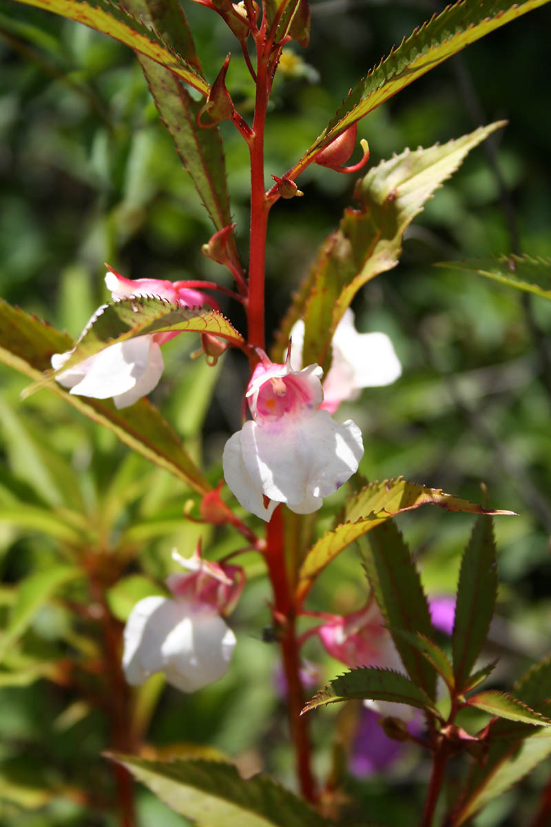 Image of Impatiens balsamina specimen.