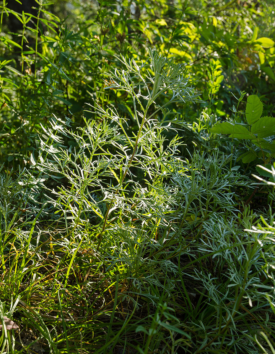 Image of Artemisia sericea specimen.