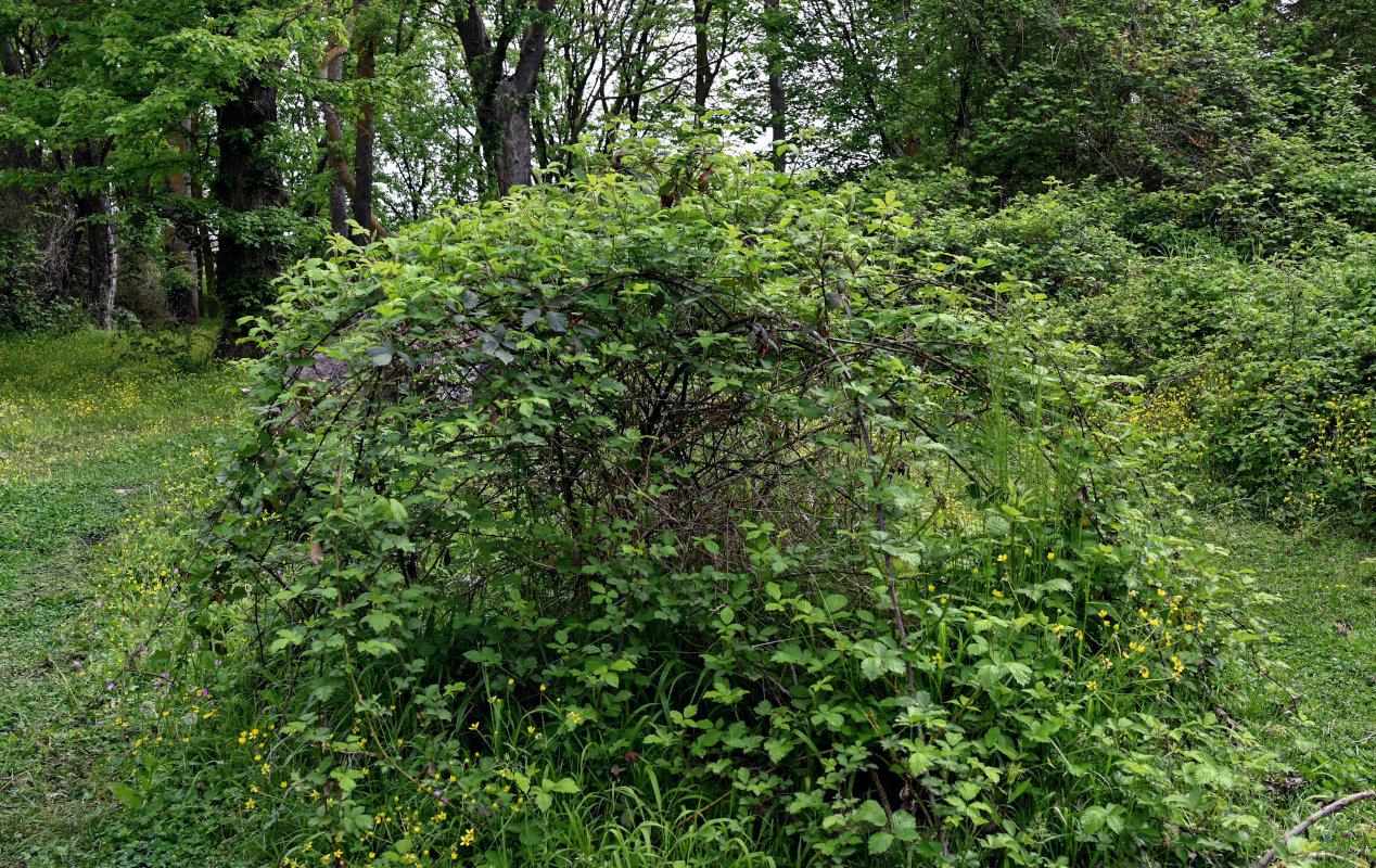 Изображение особи Rubus sanctus.