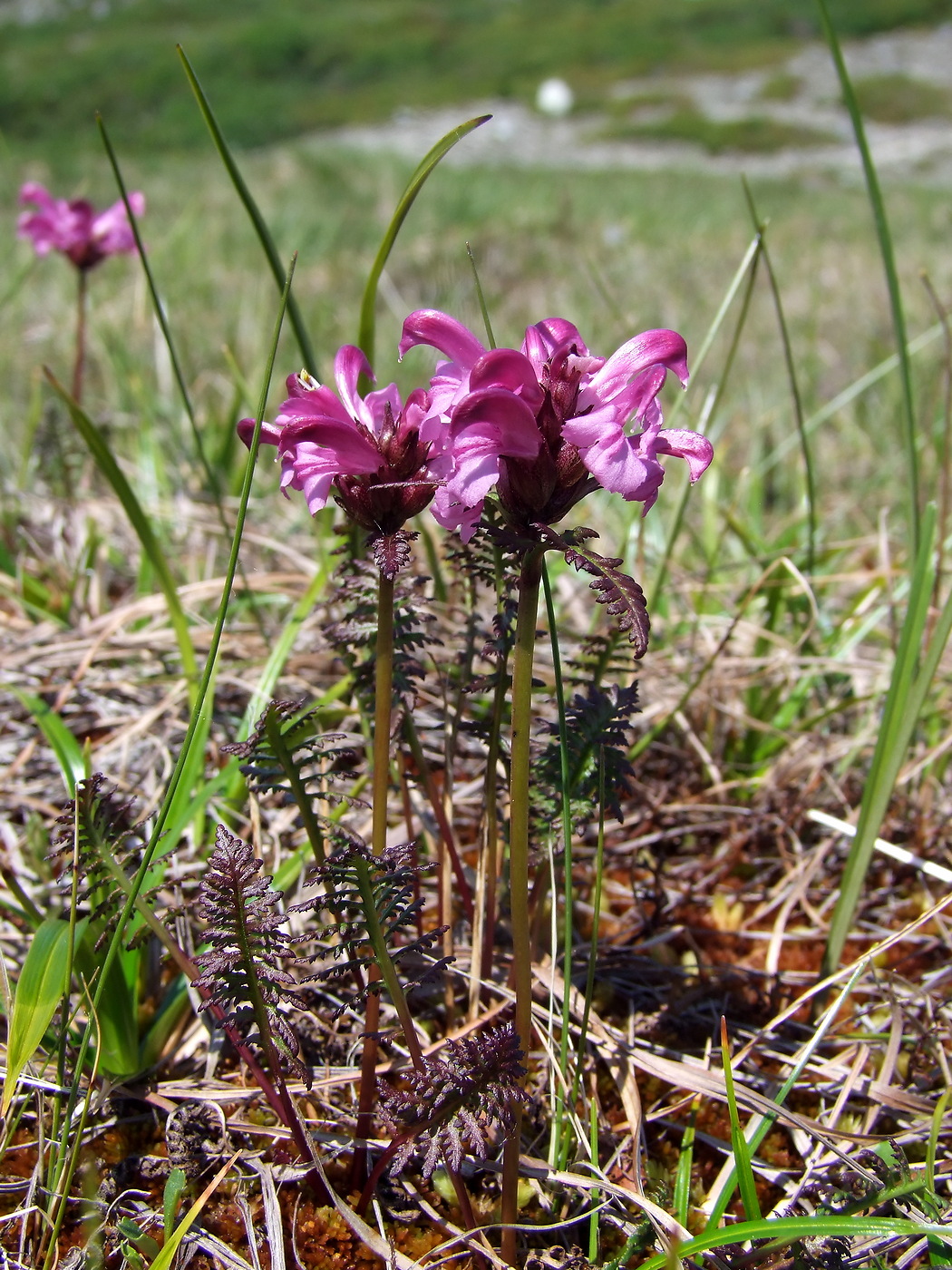 Изображение особи Pedicularis nasuta.