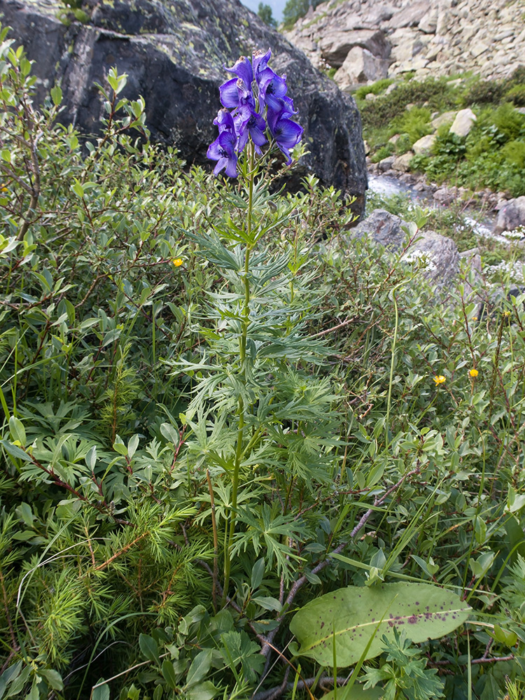 Изображение особи Aconitum nasutum.