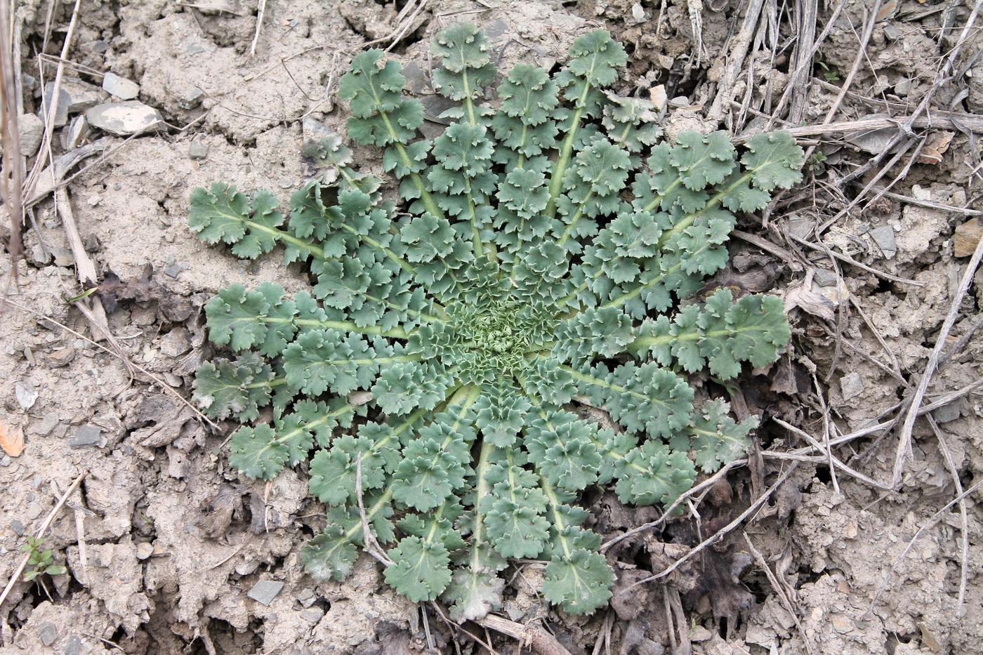 Image of Glaucium fimbrilligerum specimen.