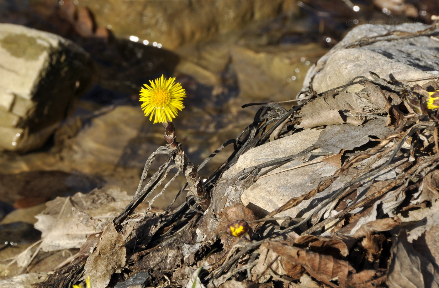 Image of Tussilago farfara specimen.