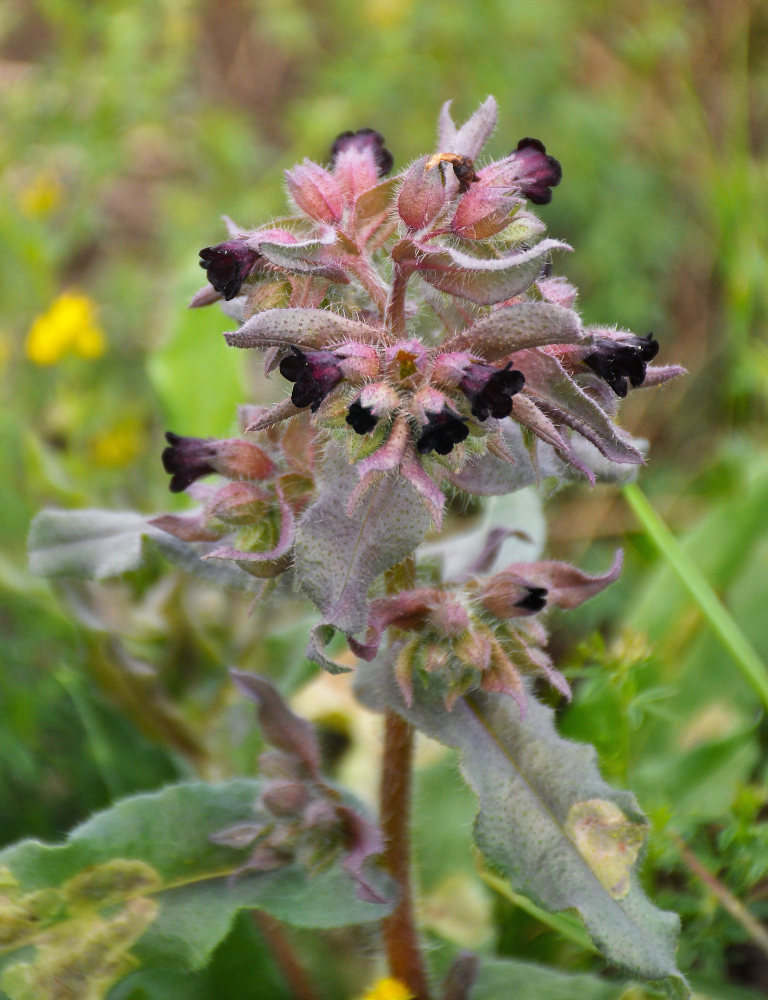 Image of Nonea rossica specimen.