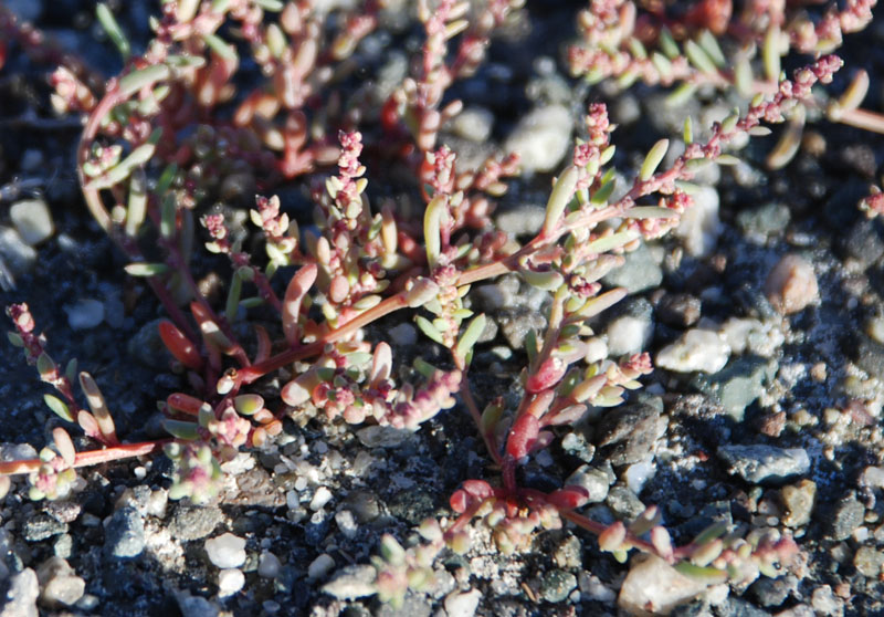 Image of genus Suaeda specimen.