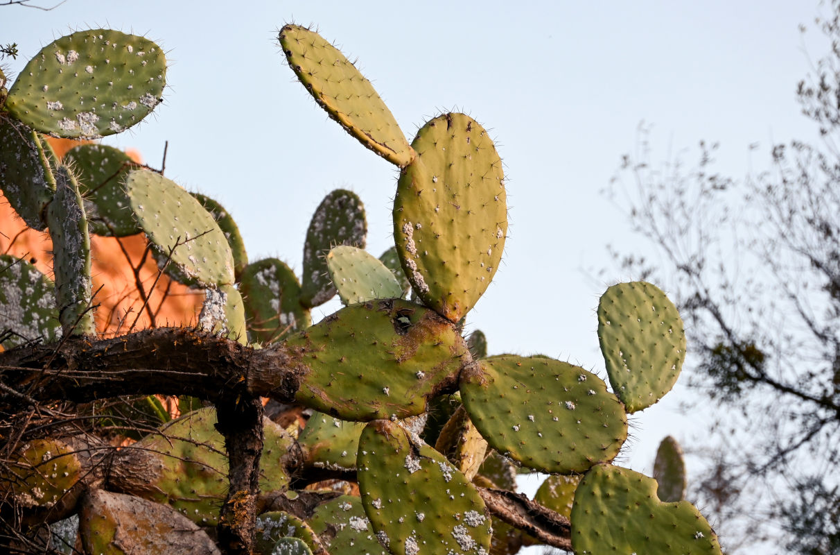 Image of Opuntia ficus-indica specimen.